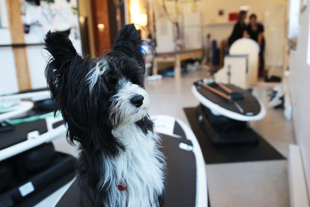 Denver-acolyte-canin-de-marie-christine-du-studio-succes-pilates
