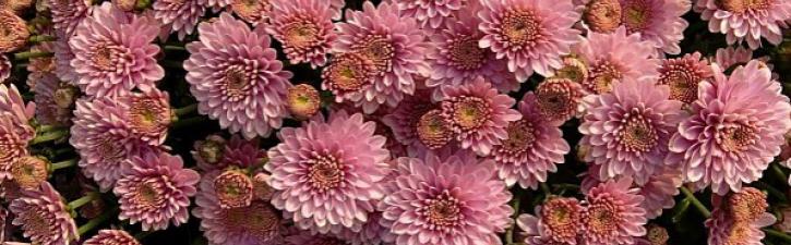 2012-02-14-chrysantheme