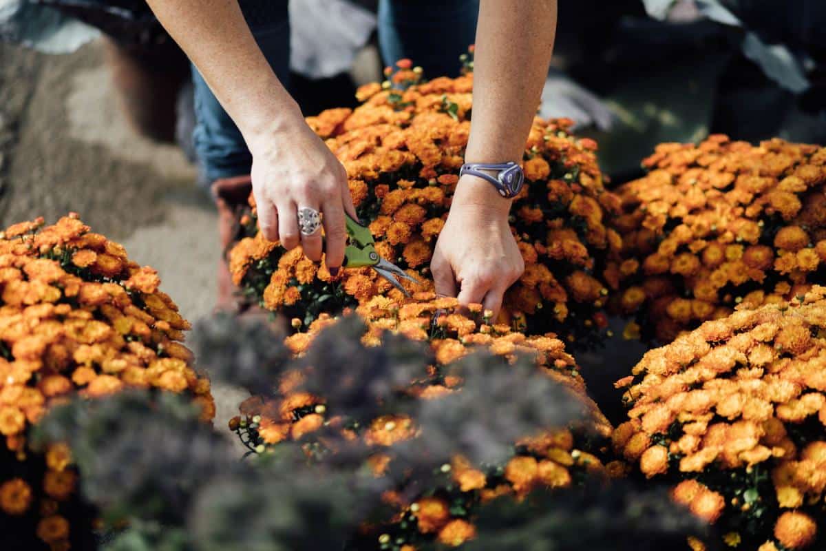 fleuriste-marche-atwater-montreal