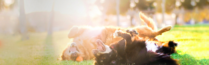 Services offerts pour petits animaux, à proximité de nos projets de condos à Montréal.